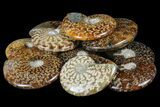 2 1/2 - 2 3/4" Polished Ammonite Fossils - Madagascar - Photo 4